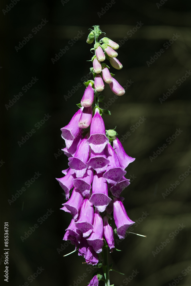 Obraz premium common foxglove, Roter Fingerhut