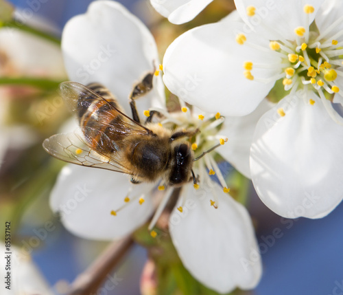 bee on a white flower on a tree © schankz