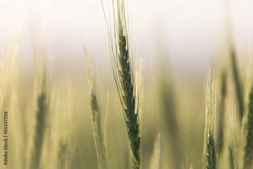 Fototapeta premium ears of wheat at sunset