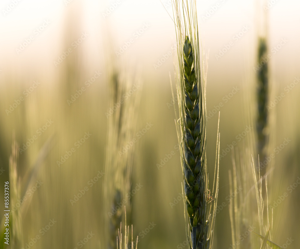 Fototapeta premium ears of wheat at sunset