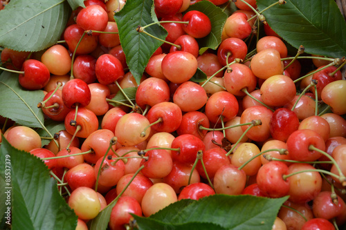 Gros plan cerises bigarreau napoléon  photo