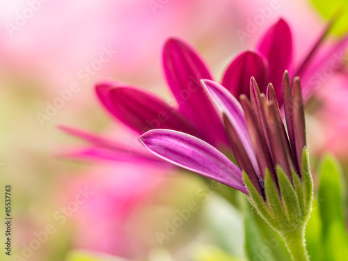 Osteospermum flowers