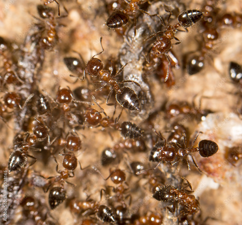 ants. close ants. close