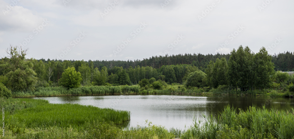 Panorama of lake, forest, bushes, grass and sky