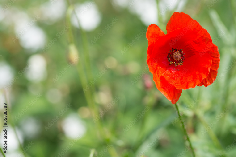 Fototapeta premium Mohn