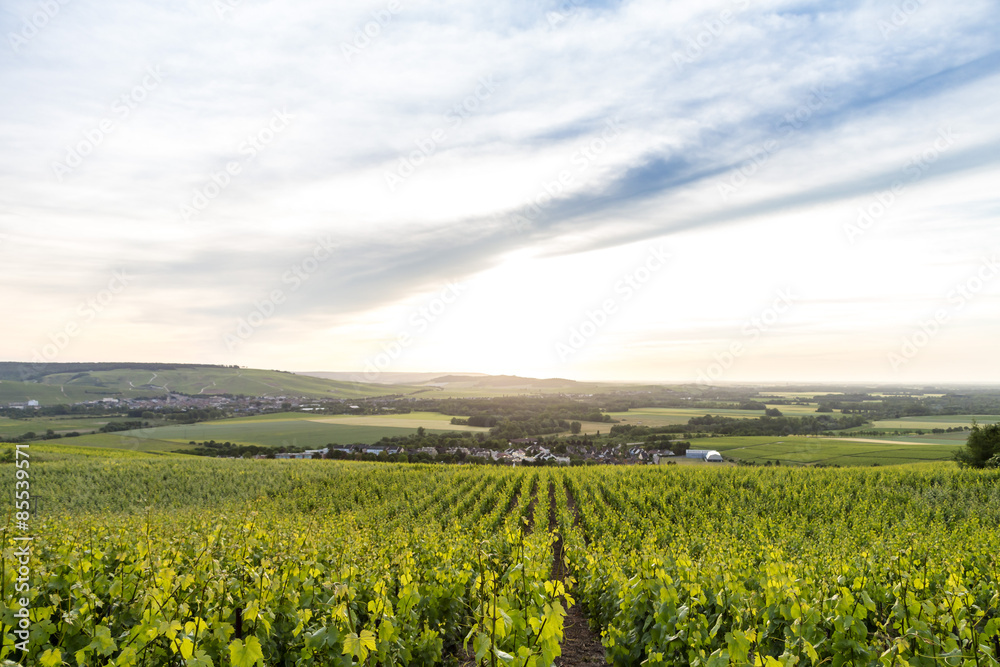 Early summer in Champagne, France Early summer in Champagne, France