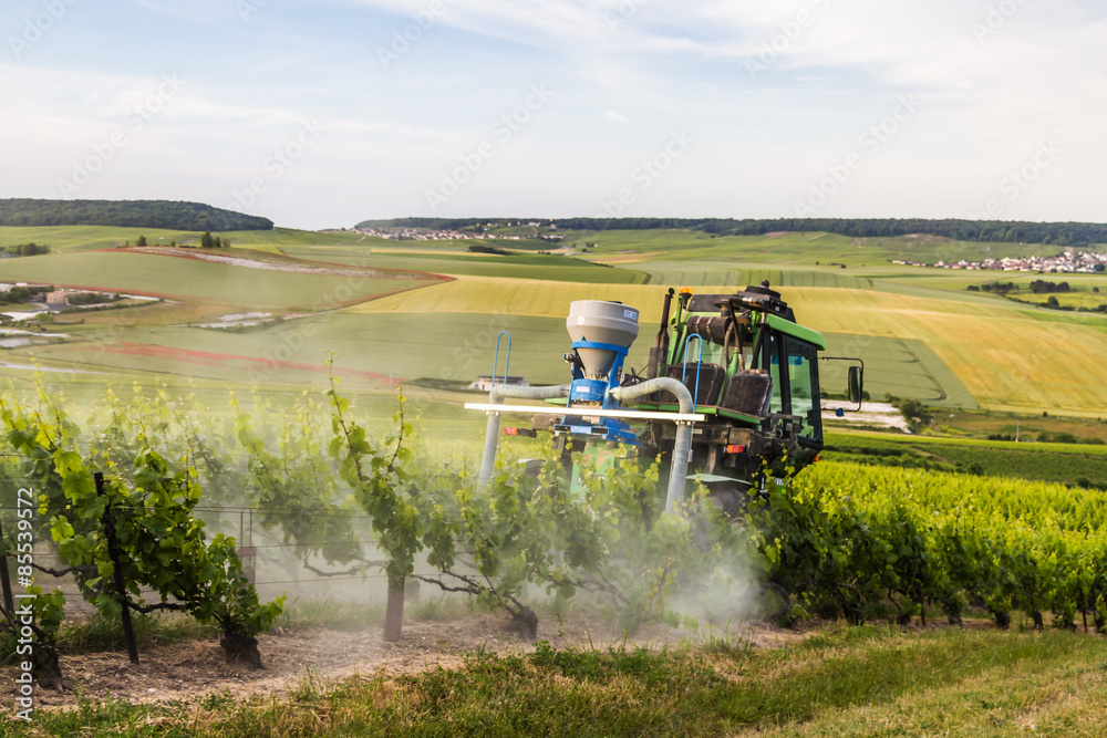 Fototapeta premium Early summer in Champagne, France