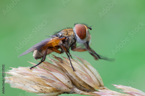 ectophasia crassipennis photo