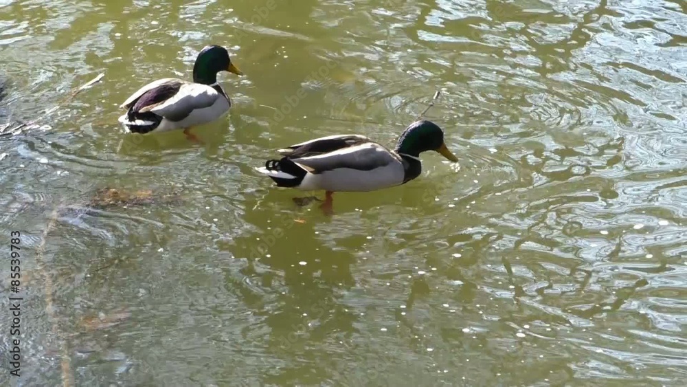 Ducks in water of lake
Ducks in water of lake