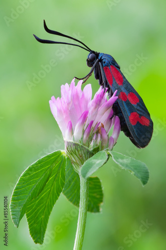 Zygaena filipendulae photo