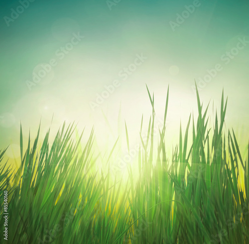 Spring grass