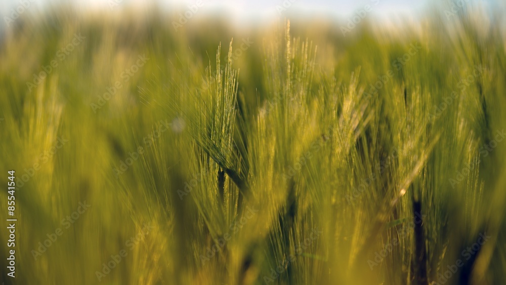 Fototapeta premium Closeup photo of some fresh wheat