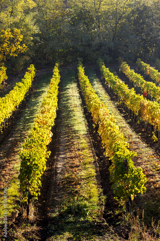 view of autumnal vineyard, Lower Austria, Austria