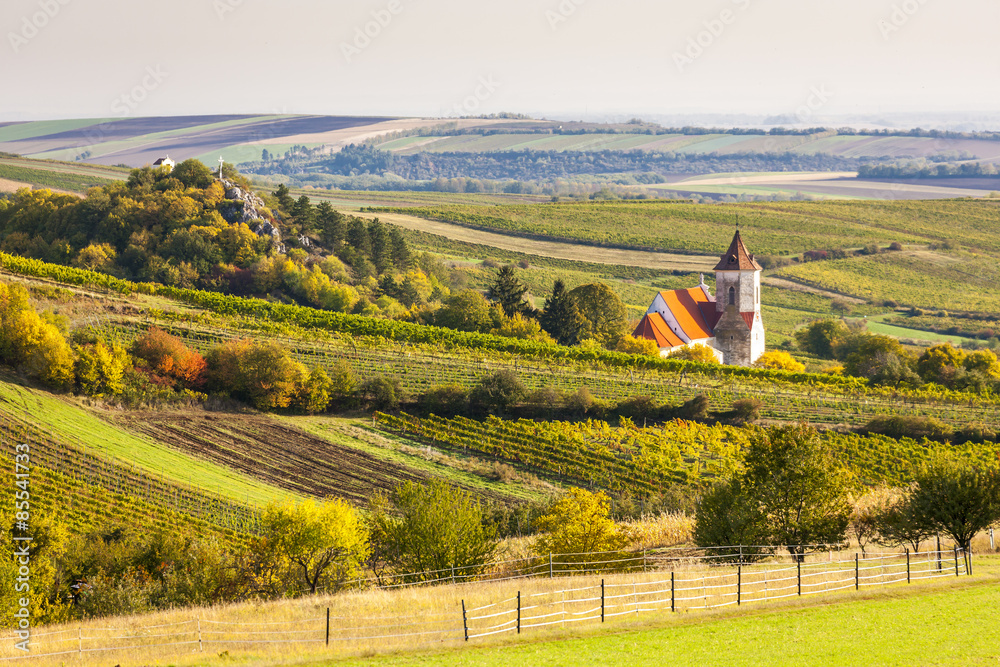 church of Falkenstein with autumnal vineyards, Lower Austria, Au