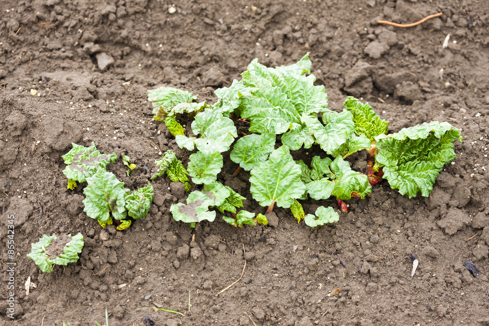 planting bed with seedlings of rhubarb planting bed with seedlings of rhubarb