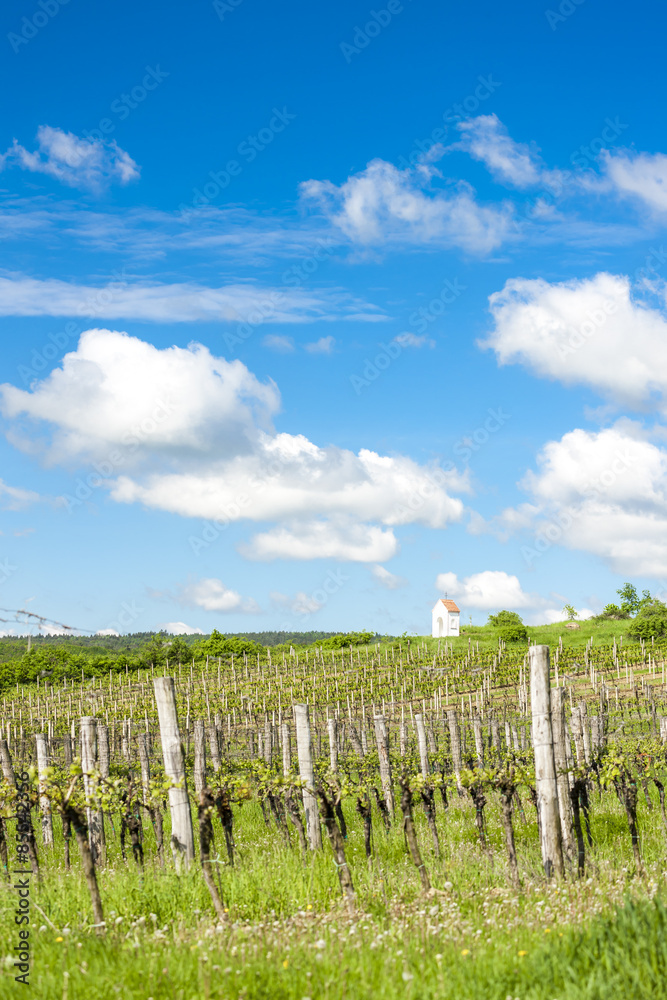 spring vineyard near Hnanice, Southern Moravia, Czech Republic