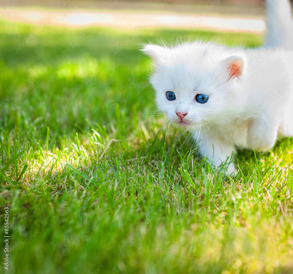 Little kitten in a basket on the grass
