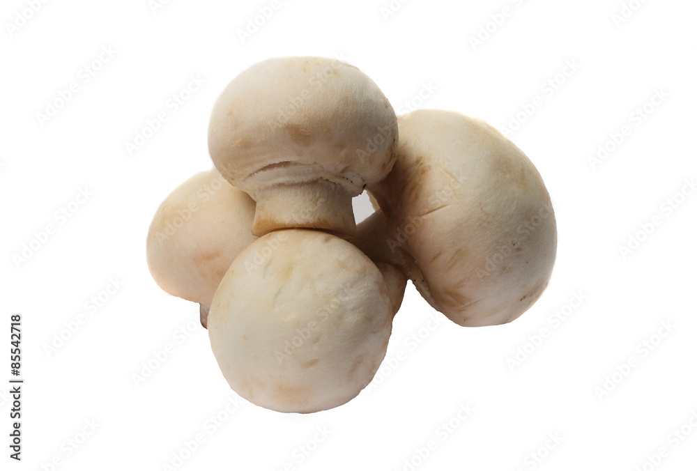 mushrooms isolated on white background mushrooms isolated on white background