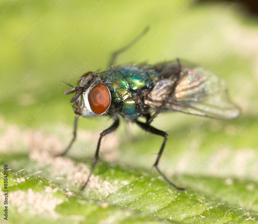 fly in nature. close-up fly in nature. close-up