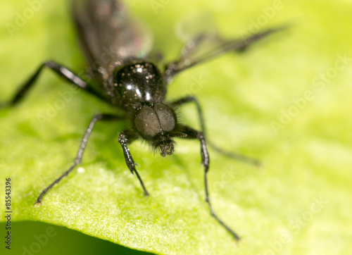 portrait of a fly on a green leaf. close