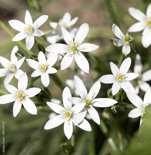 snowdrop flower in nature. close