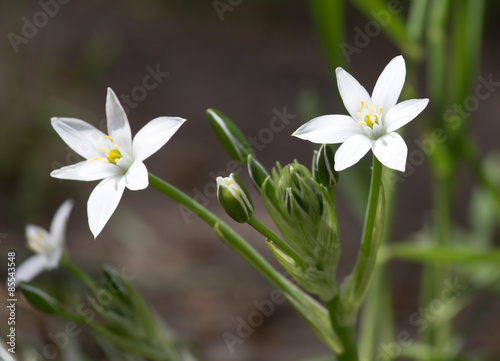 snowdrop flower in nature. close