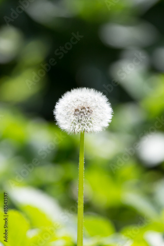 dandelion on nature