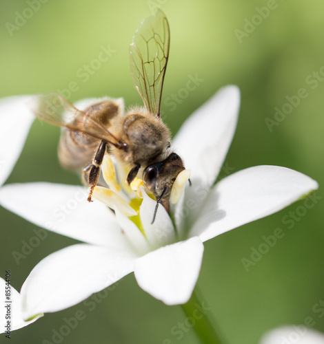 bee on a flower snowdrop. close
