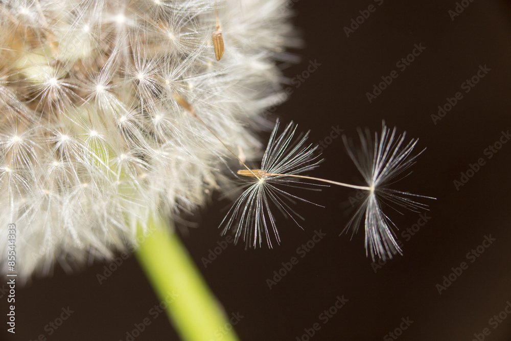 Fototapeta premium Dandelion. close