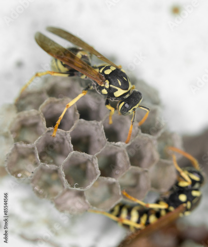 wasp on hives. close