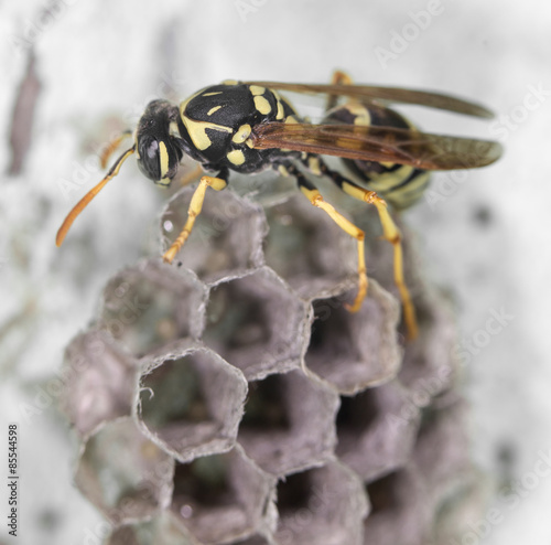 wasp on hives. close © schankz