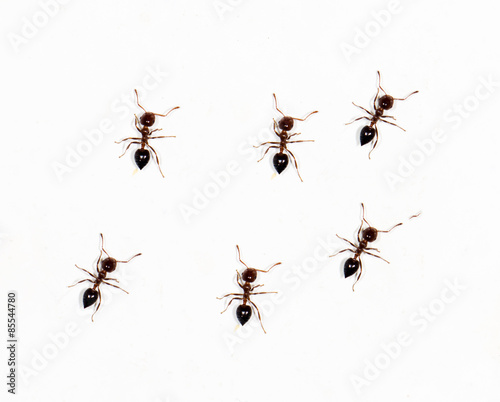 ants on a white wall. close-up © schankz