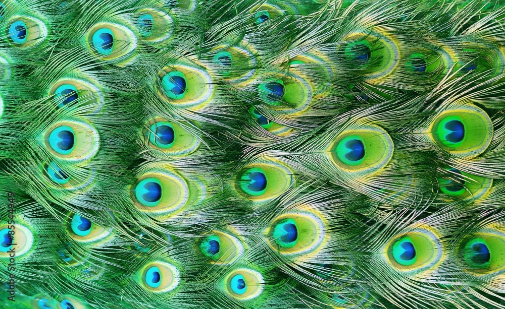 Obraz premium Peacock feather as a background.