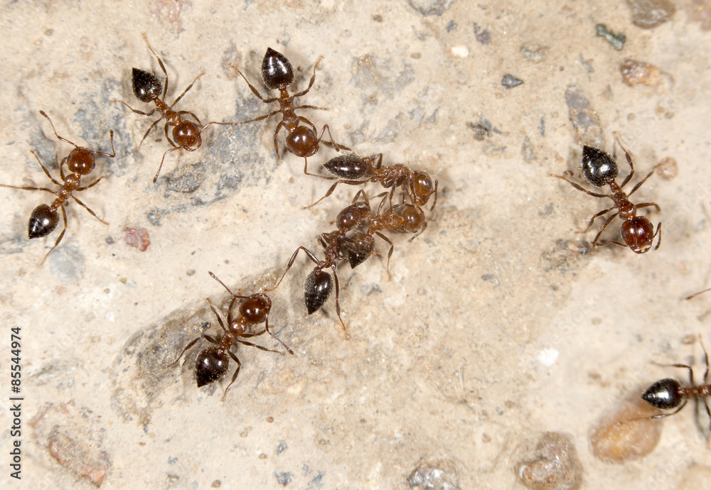 ants on the ground. close-up