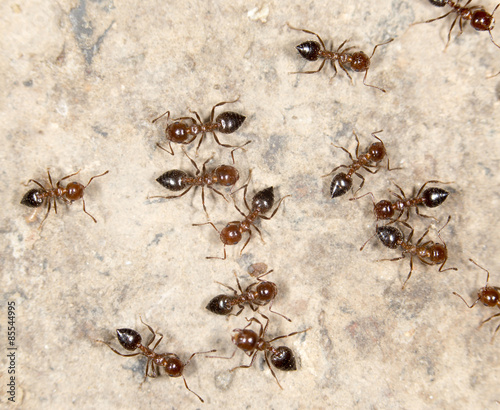 ants on the ground. close-up © schankz