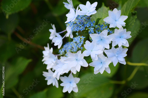 lacecap hydrangea (Hydrangea macrophylla normalis ) in Japan photo