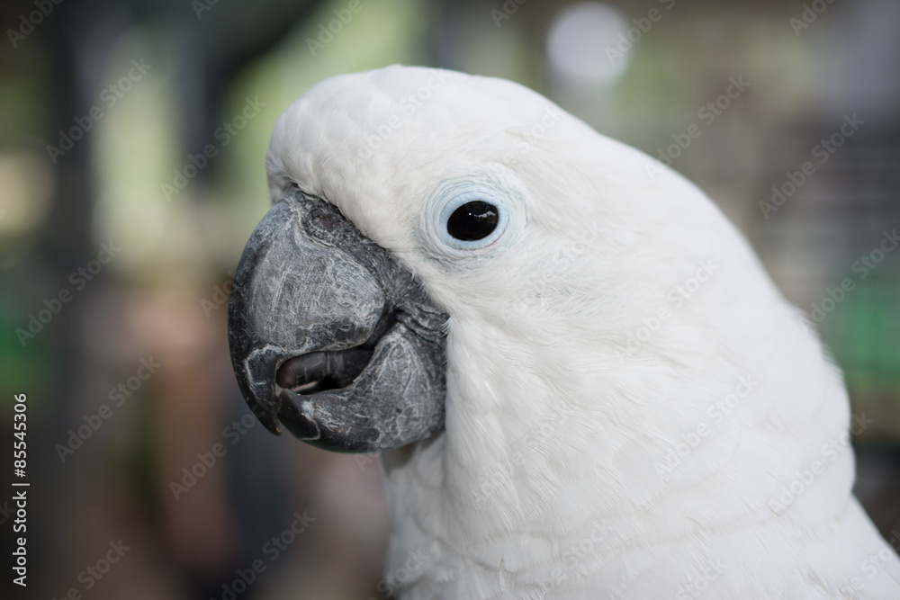 White parrot