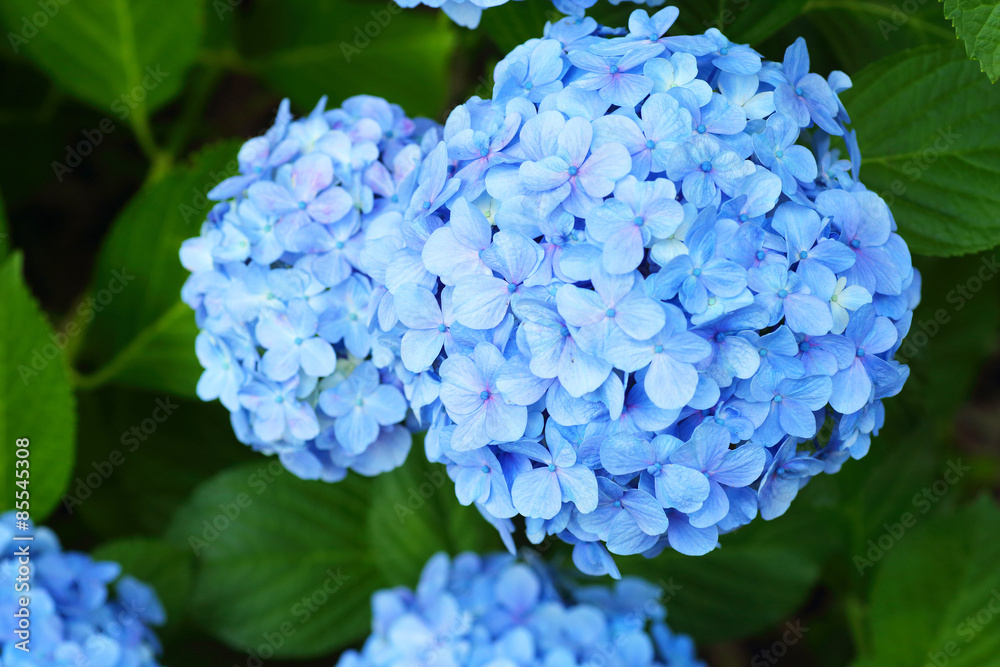 French hydrangea (Hydrangea macrophylla) in Japan French hydrangea (Hydrangea macrophylla) in Japan