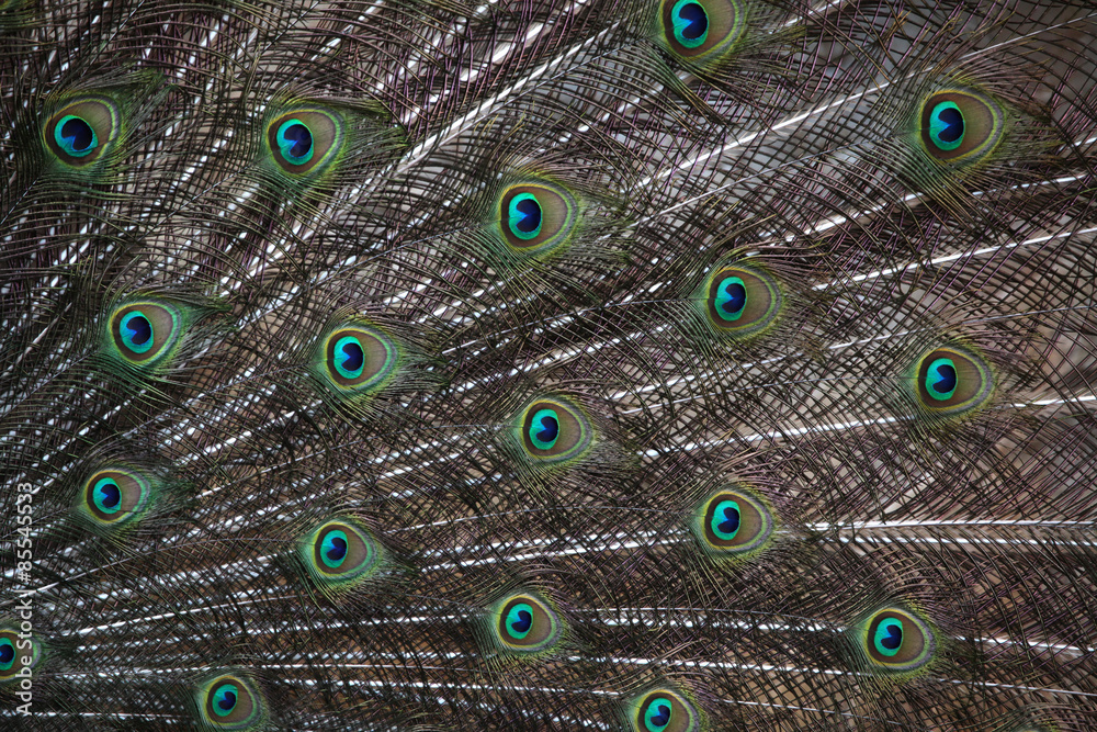 Obraz premium Indian peafowl (Pavo cristatus)