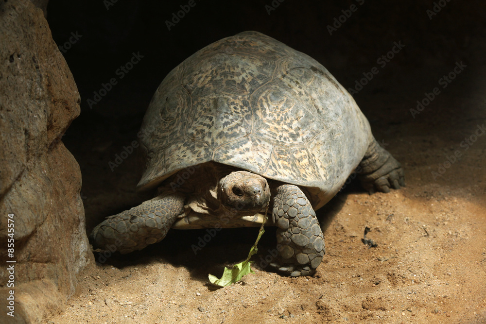 Fototapeta premium Leopard tortoise (Stigmochelys pardalis).
