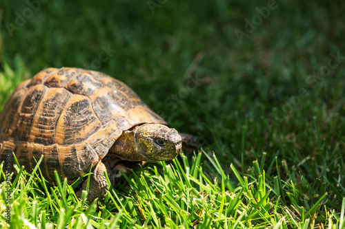 Soil turtle walking on the natural grass