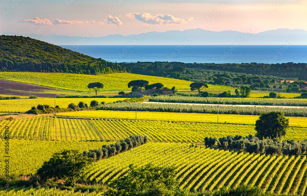 Bolgheri and Castagneto vineyard and Elba island. Maremma Tuscan