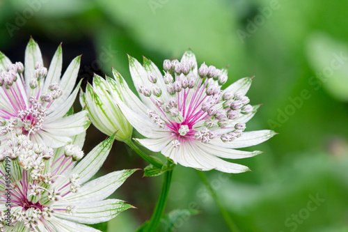 Closeup of the First Astrantia of the Season