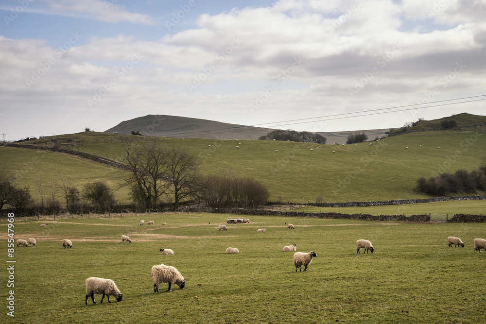 Sheep animals in farm landscape on sunny day in Peak District UK