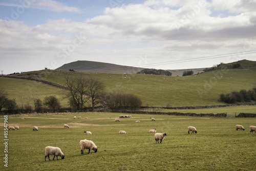 Sheep animals in farm landscape on sunny day in Peak District UK © veneratio