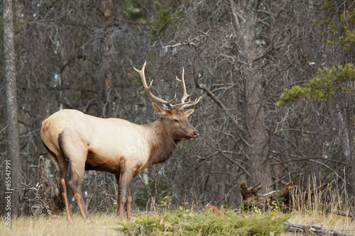  elk or wapiti cervus canadensis