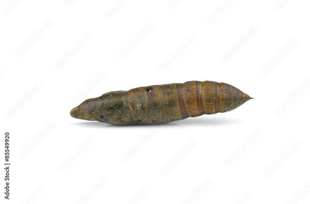 insect small white butterfly cocoon isolated insect small white butterfly cocoon isolated