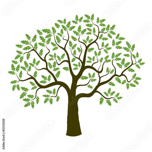 Vector oak tree
