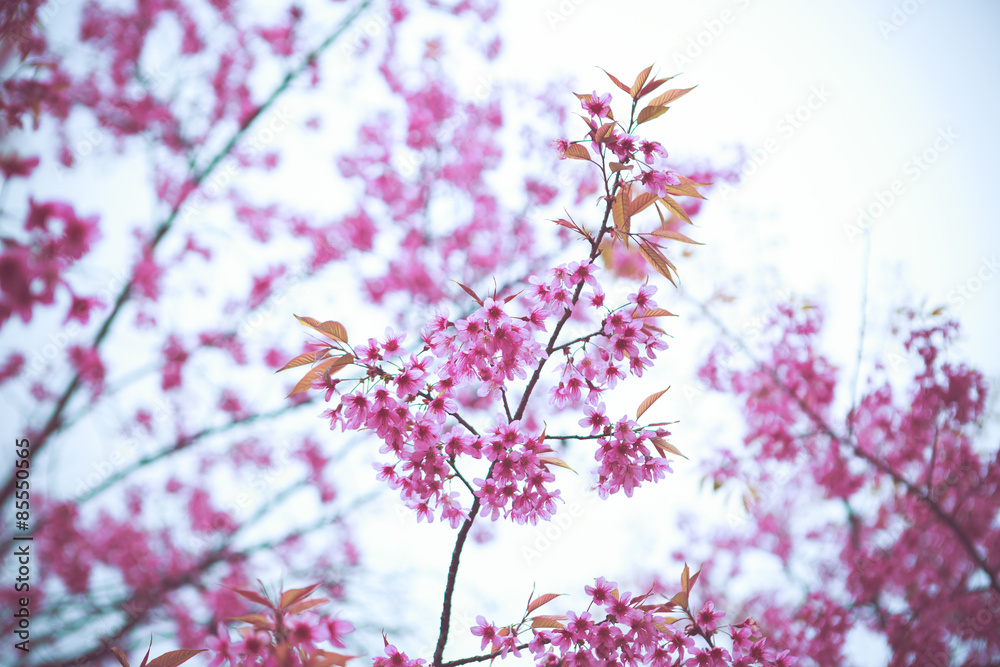 Wild Himalayan Cherry spring blossom