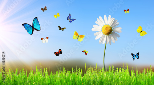 Kamille mit Schmetterlingen © Thaut Images
